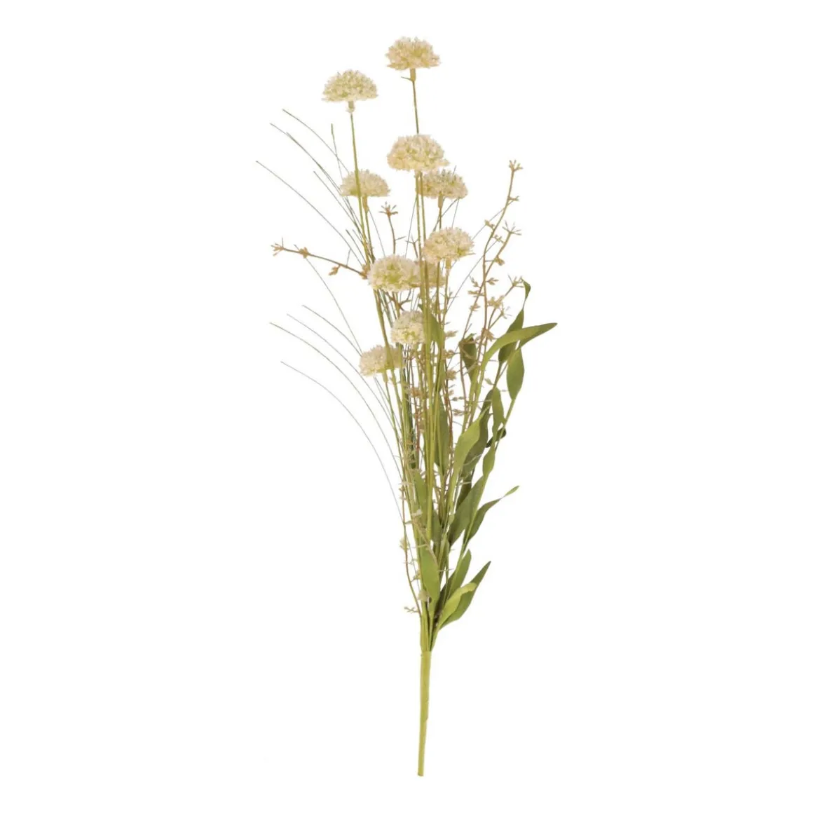 Dried Flower With Pompons | Green | 53 Cm
