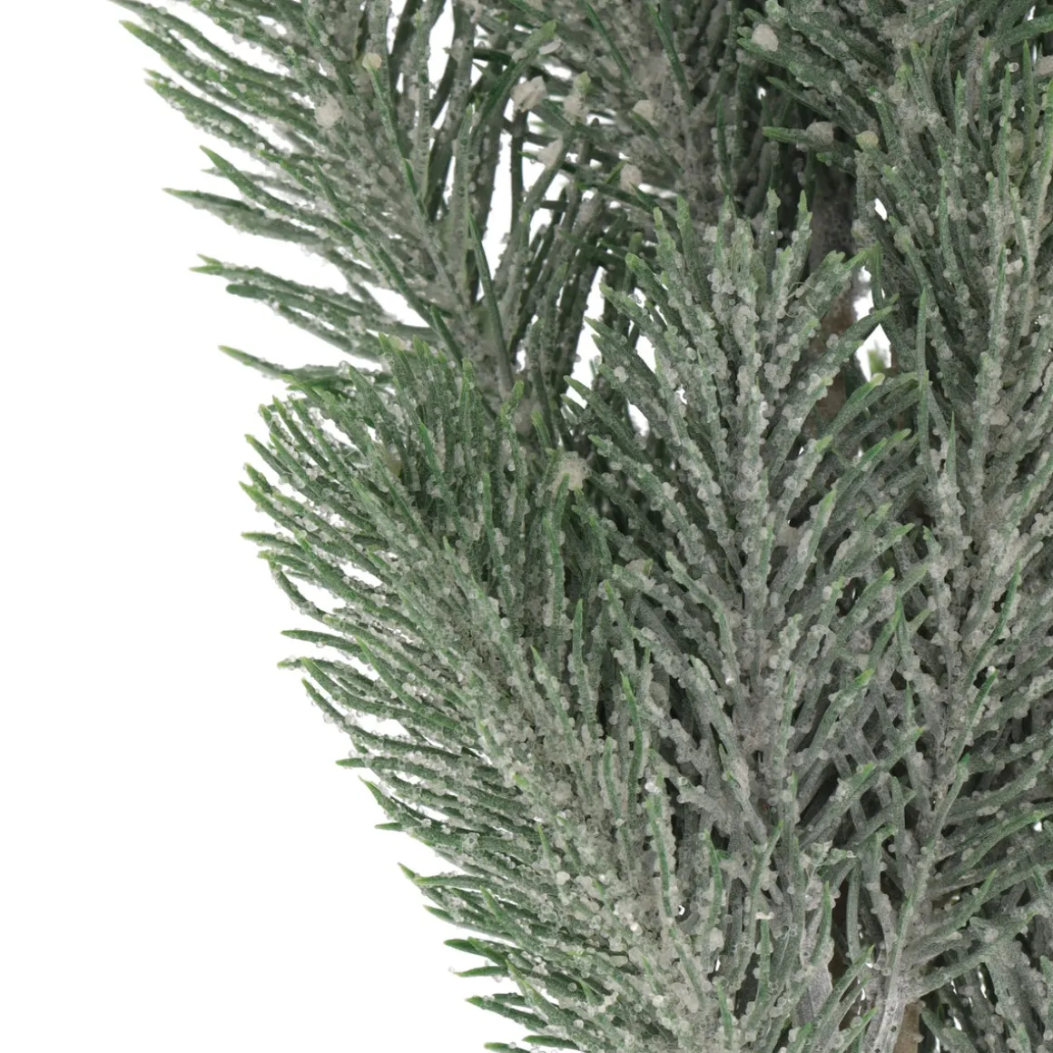Green Narrow Pine Branches With Frost